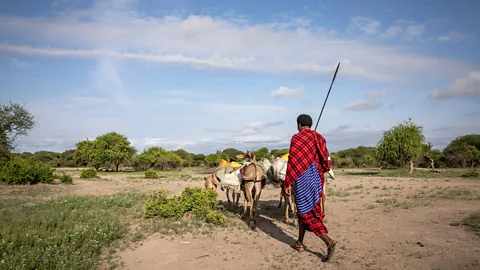 Getty Images Locals have argued that Ngorongoro's Unesco inclusion has led to residents being displaced from ancestral grazing lands (Credit: Getty Images)