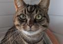 Zeb is seeking a new home